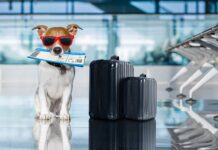 Travelling With Pet Dog Needs A Certificate That Can Be Obtained Easily At Specific Clinics Travelling With Pet Dog