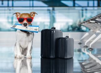 Travelling With Pet Dog Needs A Certificate That Can Be Obtained Easily At Specific Clinics Travelling With Pet Dog