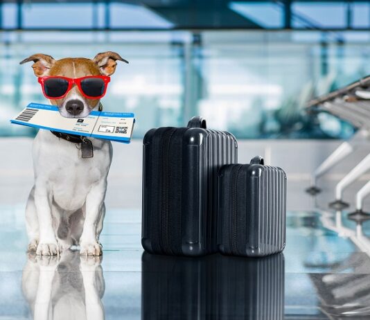 Travelling With Pet Dog Needs A Certificate That Can Be Obtained Easily At Specific Clinics Travelling With Pet Dog