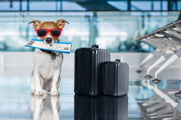 Travelling With Pet Dog