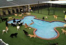 The Right Boarding Facility Can Offer the Peace of Mind You Need and Deserve boarding facilities