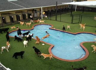 The Right Boarding Facility Can Offer the Peace of Mind You Need and Deserve boarding facilities