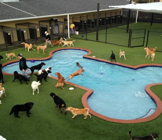 The Right Boarding Facility Can Offer the Peace of Mind You Need and Deserve boarding facilities
