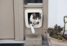 6 Reasons For Installing A Cat Flap for Your Feline Friends Cat Flap