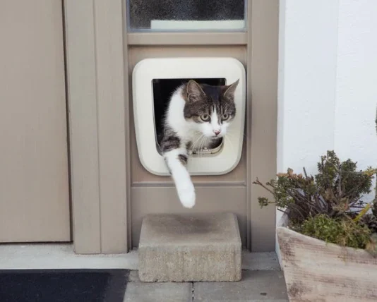 6 Reasons For Installing A Cat Flap for Your Feline Friends Cat Flap