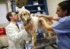 The 3 Lasting Benefits Of Taking Your Sick Pet To The Local Veterinary Clinic In Leek. Pet To The Local Veterinary Clinic
