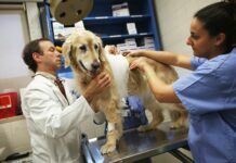 The 3 Lasting Benefits Of Taking Your Sick Pet To The Local Veterinary Clinic In Leek. Pet To The Local Veterinary Clinic