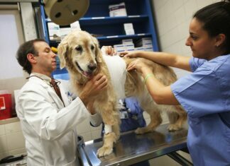 The 3 Lasting Benefits Of Taking Your Sick Pet To The Local Veterinary Clinic In Leek. Pet To The Local Veterinary Clinic
