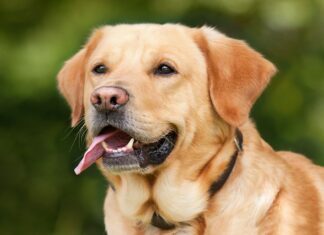 Glycogenic Hepatopathy In Dogs Dog