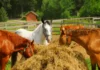 How Feeding Horses Has Changed Throughout History Horse food