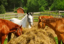 How Feeding Horses Has Changed Throughout History Horse food