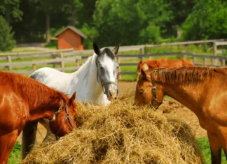 How Feeding Horses Has Changed Throughout History Horse food