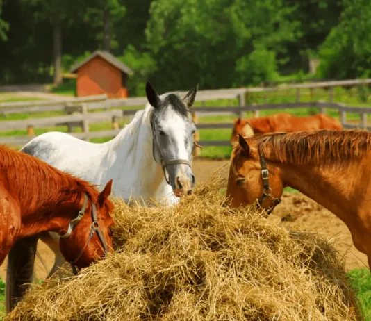 How Feeding Horses Has Changed Throughout History Horse food