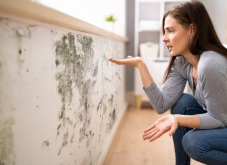 Different Types of Molds and the Importance of Mold Remediation in Omaha Molds